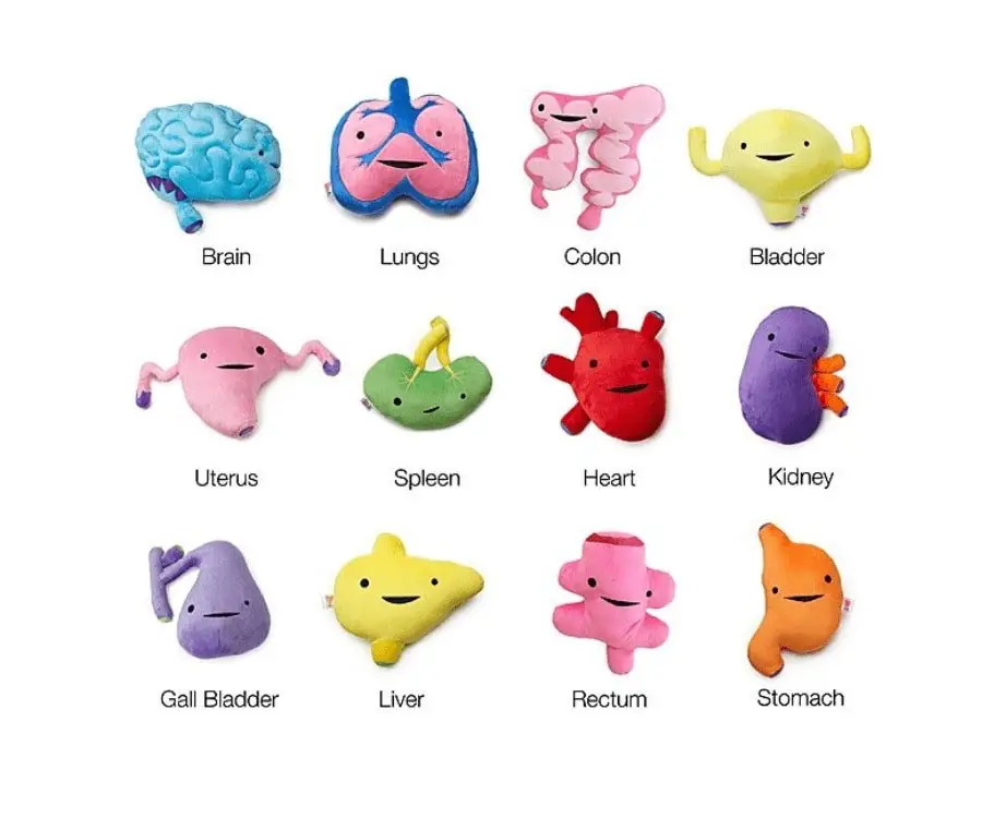 #5 best after surgery gifts: Plush Organs
