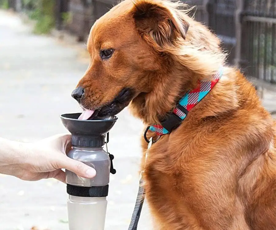 Portable Dog Water Bowl Unsmushed