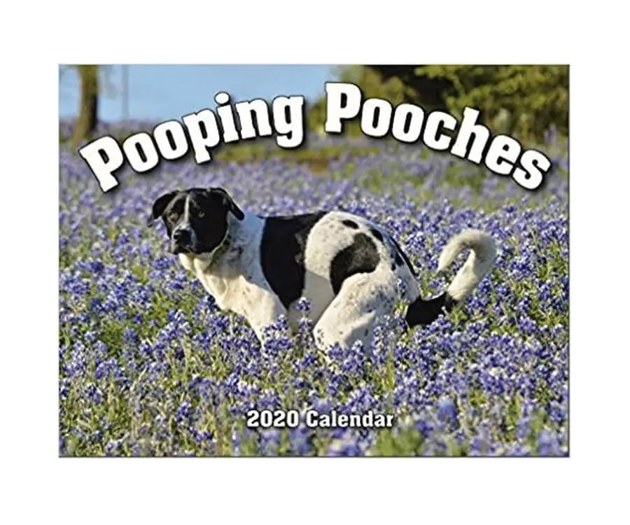 Pooping Pooches Calendar