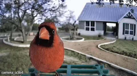 Happy Birdy - The Gift That Turns Any Backyard Into a Birdwatching Paradise